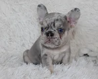 Ike, a male French Bulldog for sale in Shipshewana, IN – 7 of 7