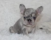 Ike, a male French Bulldog for sale in Shipshewana, IN – 4 of 7