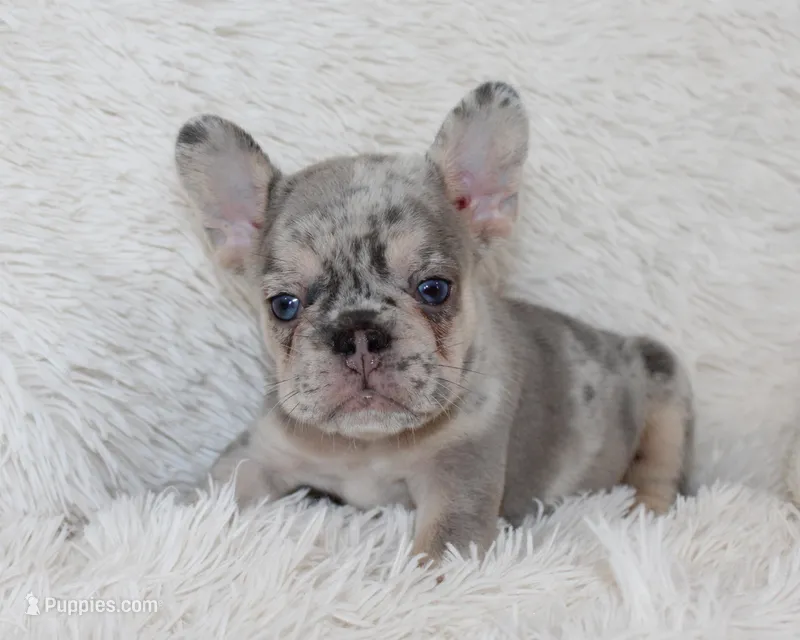 Ike – French Bulldog puppy for sale in Shipshewana, IN
