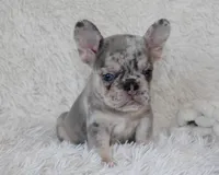 Ike, a male French Bulldog for sale in Shipshewana, IN – 5 of 7