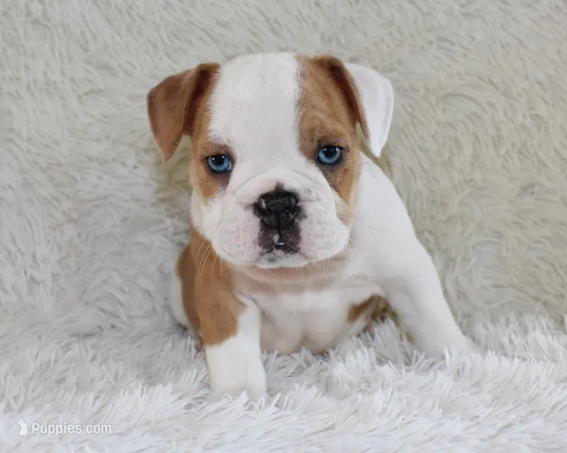 Henry – English Bulldog puppy for sale in Shipshewana, IN