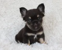 Juniper, a female French Bulldog for sale in Shipshewana, IN – 4 of 9