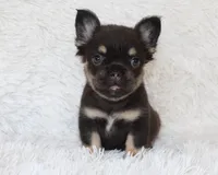 Juniper, a female French Bulldog for sale in Shipshewana, IN – 1 of 9
