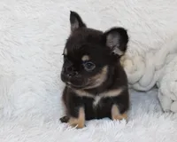 Juniper, a female French Bulldog for sale in Shipshewana, IN – 3 of 9