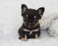 Juniper, a female French Bulldog for sale in Shipshewana, IN – 6 of 9