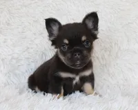 Juniper, a female French Bulldog for sale in Shipshewana, IN – 8 of 9