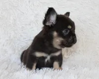 Juniper, a female French Bulldog for sale in Shipshewana, IN – 2 of 9
