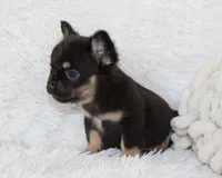 Juniper, a female French Bulldog for sale in Shipshewana, IN – 9 of 9
