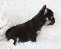 Juniper, a female French Bulldog for sale in Shipshewana, IN – 5 of 9