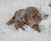 Kyah, a female English Bulldog for sale in Shipshewana, IN – Photo 4 of 9