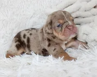 Kyah, a female English Bulldog for sale in Shipshewana, IN – Photo 1 of 9