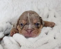 Kyah, a female English Bulldog for sale in Shipshewana, IN – Photo 2 of 9