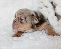 Kyah, a female English Bulldog for sale in Shipshewana, IN – Photo 3 of 9