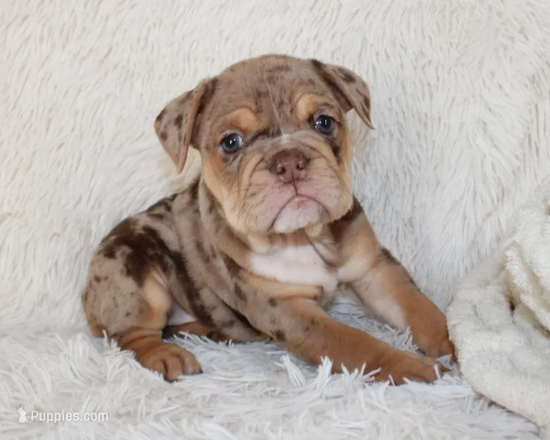 Kyah – English Bulldog puppy for sale in Shipshewana, IN