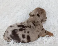 Kyah, a female English Bulldog for sale in Shipshewana, IN – Photo 7 of 9