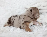 Kyah, a female English Bulldog for sale in Shipshewana, IN – Photo 5 of 9