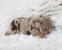 Kyah, a female English Bulldog for sale in Shipshewana, IN – Photo 8 of 9