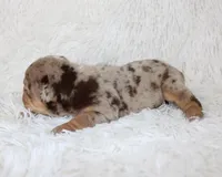 Kyah, a female English Bulldog for sale in Shipshewana, IN – Photo 9 of 9