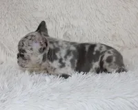 Jessie, a female French Bulldog for sale in Shipshewana, IN – Photo 8 of 9