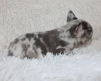 Jessie, a female French Bulldog for sale in Shipshewana, IN – Photo 3 of 9