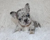 Jessie, a female French Bulldog for sale in Shipshewana, IN – Photo 2 of 9