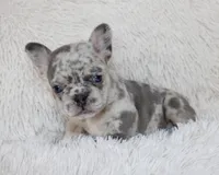 Jessie, a female French Bulldog for sale in Shipshewana, IN – Photo 6 of 9