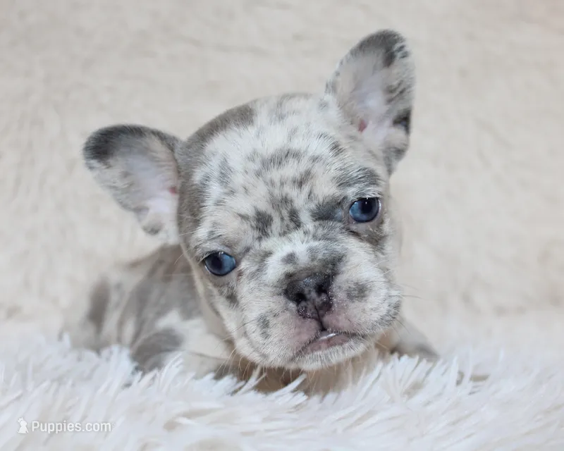 Jessie – French Bulldog puppy for sale in Shipshewana, IN