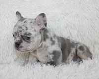 Jessie, a female French Bulldog for sale in Shipshewana, IN – Photo 7 of 9