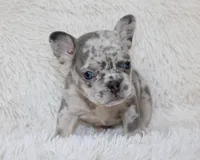 Jessie, a female French Bulldog for sale in Shipshewana, IN – Photo 9 of 9