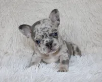 Jessie, a female French Bulldog for sale in Shipshewana, IN – Photo 5 of 9