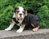 Mabel, a female English Bulldog for sale in Shipshewana, IN – 3 of 10