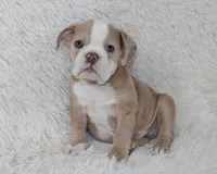 Kory, a male English Bulldog for sale in Shipshewana, IN – 5 of 9