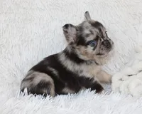 Jude, a male French Bulldog for sale in Shipshewana, IN – Photo 3 of 9