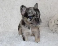 Jude, a male French Bulldog for sale in Shipshewana, IN – Photo 2 of 9