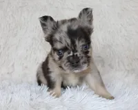 Jude, a male French Bulldog for sale in Shipshewana, IN – Photo 8 of 9