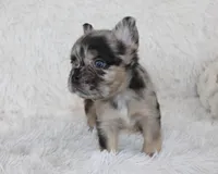 Jude, a male French Bulldog for sale in Shipshewana, IN – Photo 4 of 9