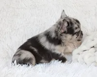 Jude, a male French Bulldog for sale in Shipshewana, IN – Photo 5 of 9