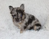 Jude, a male French Bulldog for sale in Shipshewana, IN – Photo 7 of 9