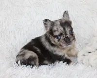 Jude, a male French Bulldog for sale in Shipshewana, IN – Photo 1 of 9