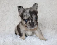 Jude, a male French Bulldog for sale in Shipshewana, IN – Photo 9 of 9