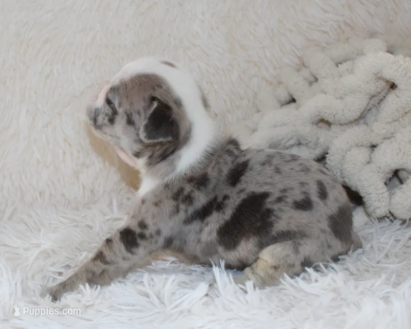 Halle – English Bulldog puppy for sale in Shipshewana, IN