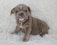 Kane, a male English Bulldog for sale in Shipshewana, IN – 6 of 9