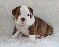 Hudson, a male English Bulldog for sale in Shipshewana, IN – 3 of 9