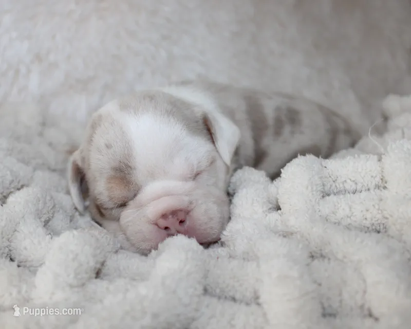 Hattie – English Bulldog puppy for sale in Shipshewana, IN