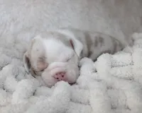 Hattie, a female English Bulldog for sale in Shipshewana, IN – 2 of 10