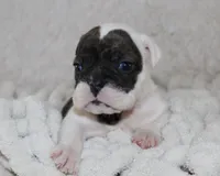 Harry, a male English Bulldog for sale in Shipshewana, IN – 2 of 9