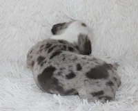 Halle, a female English Bulldog for sale in Shipshewana, IN – 6 of 6