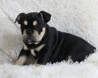 processed/7725dd53-9391-4983-a44c-692e1829fa10/listing/594872a9-80b1-472f-8d71-146a4e7916f8/5c26e6a2-c5e7-4bec-968a-5ff8aa3fff14