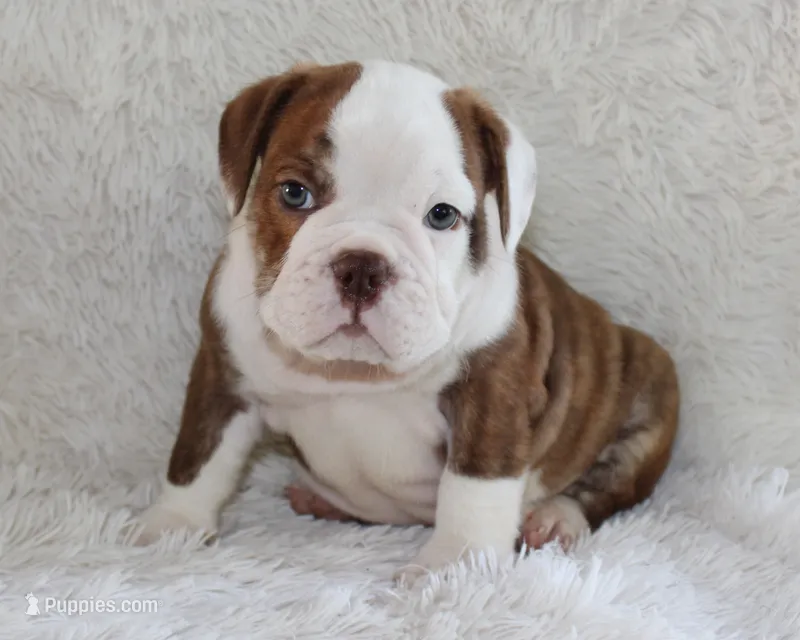 Hudson – English Bulldog puppy for sale in Shipshewana, IN