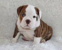 Hudson, a male English Bulldog for sale in Shipshewana, IN – 1 of 9